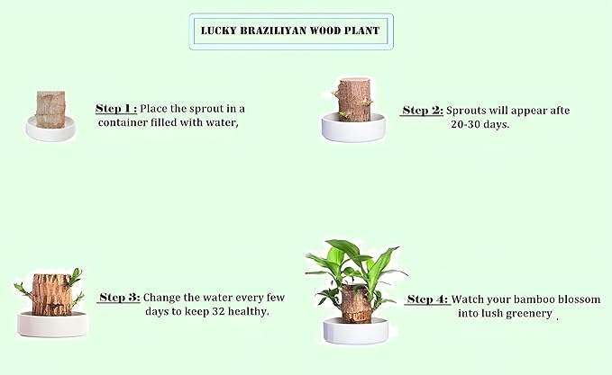 Brazilian Lucky Wood Good Luck Live Plant (Buy 1 Get 1 FREE)