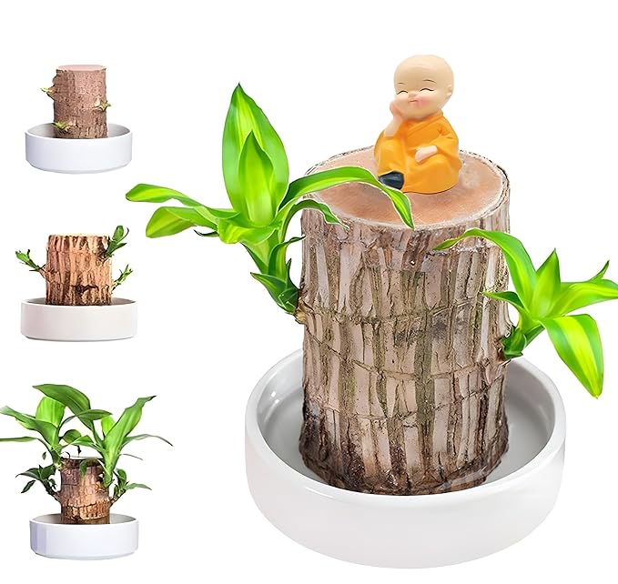 Brazilian Lucky Wood Good Luck Live Plant (Buy 1 Get 1 FREE)