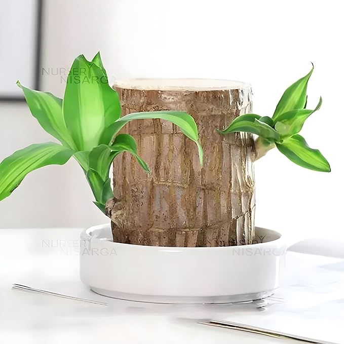 Brazilian Lucky Wood Good Luck Live Plant (Buy 1 Get 1 FREE)