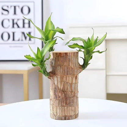 Brazilian Lucky Wood Good Luck Live Plant (Buy 1 Get 1 FREE)