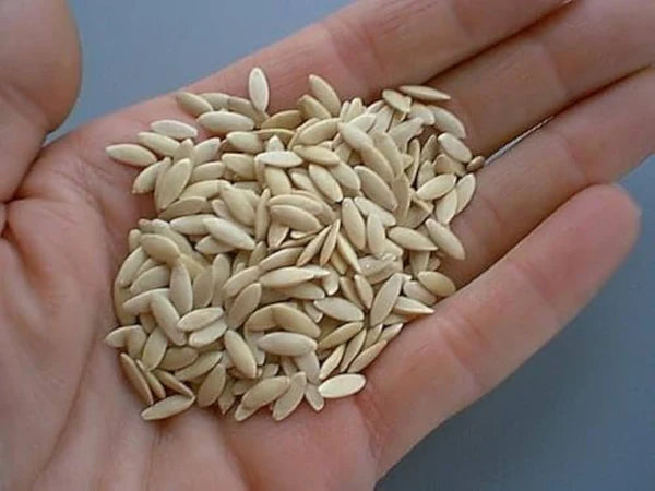 Cucumber-Golden Boy Lady Cucumber