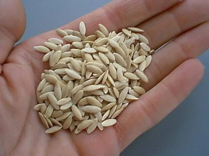 Cucumber-Golden Boy Lady Cucumber