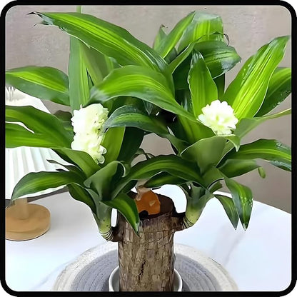 Brazilian Lucky Wood Good Luck Live Plant (Buy 1 Get 1 FREE)
