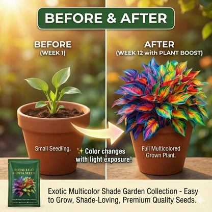 Royal Leaf Hosta Seeds + FREE Plant Supplement
