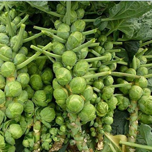 Cabbage organic brussels sprouts seeds