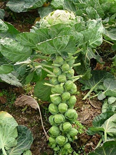 Cabbage organic brussels sprouts seeds