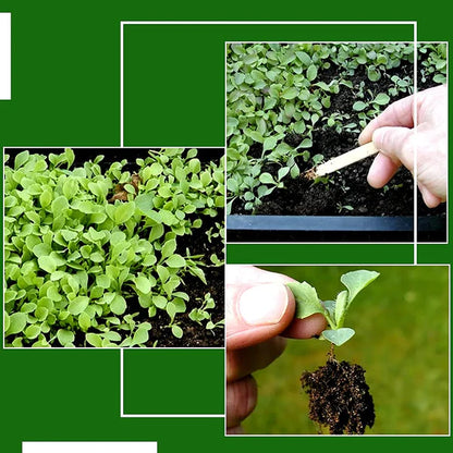 Cucumber-Golden Boy Lady Cucumber