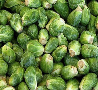 Cabbage organic brussels sprouts seeds